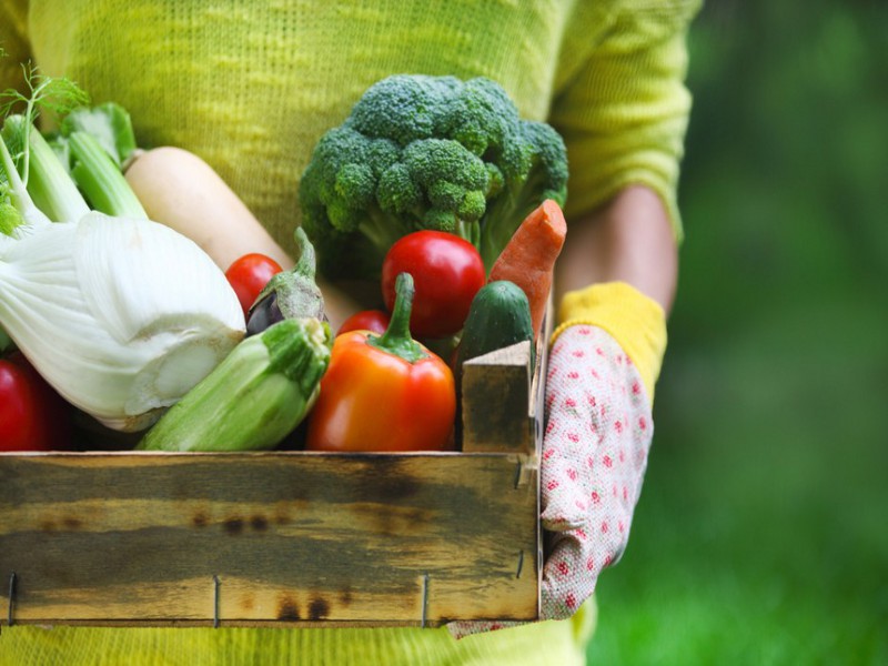 Lloof, imparare dalle fattorie biologiche