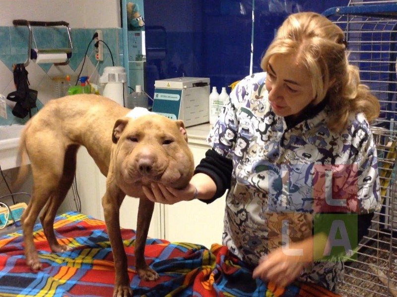 Aiutare gli animali invisibili: nasce Effetto Palla, l’associazione ispirata da un cane