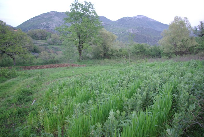 IMGP1725