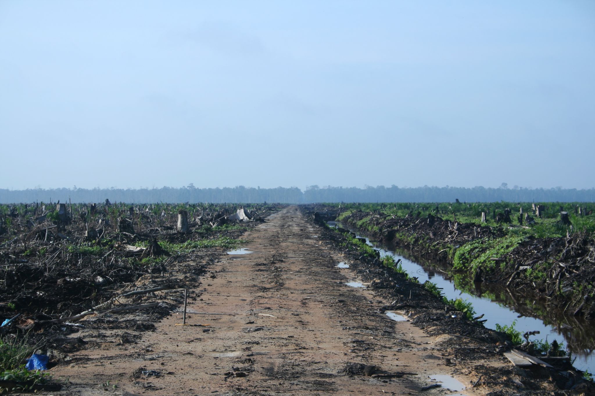 Riau_palm_oil_2007