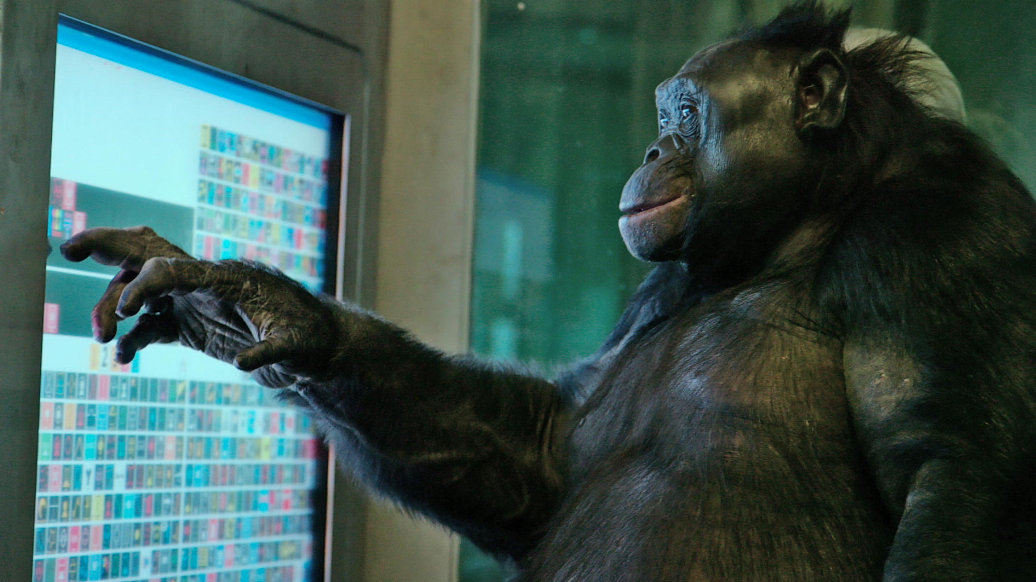 “Unlocking The Cage”: al cinema la battaglia legale per riconoscere lo status giuridico agli animali