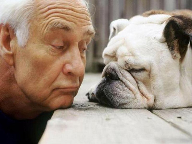 “Questa è una vecchia amicizia”: uniti per l'adozione di cani e gatti adulti