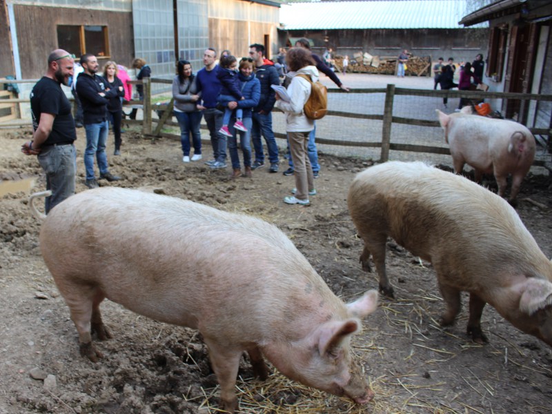 Fattoria delle Coccole, dove gli animali salvati dal macello tornano a vivere