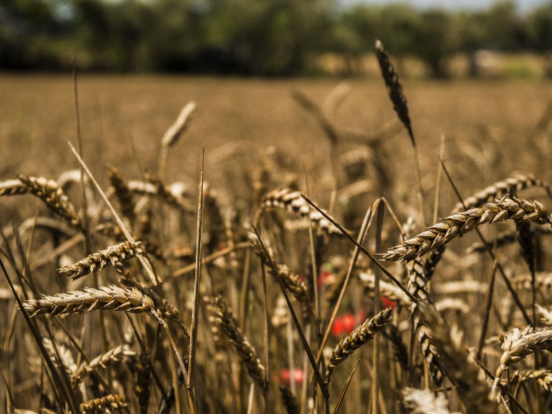 In Salento la resilienza dei semi antichi e degli agricoltori