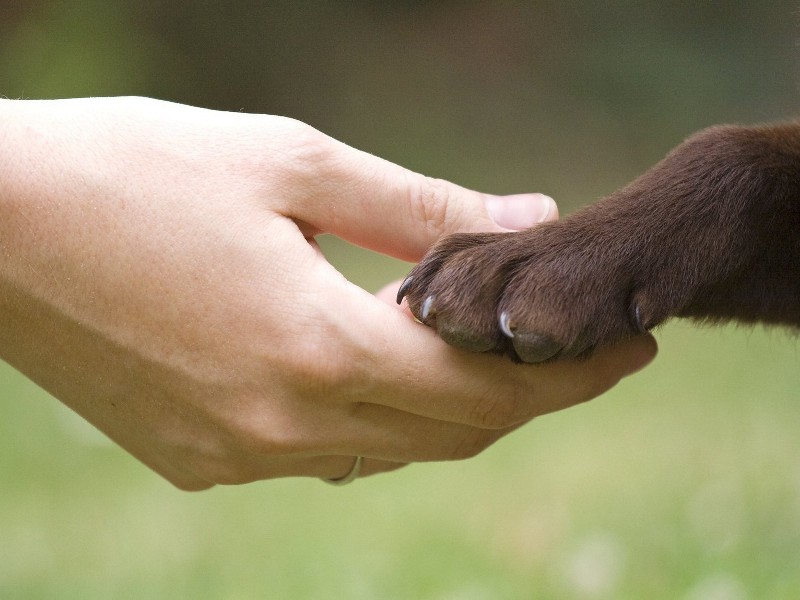 "Estate per gli animali": le proposte di Agire Ora
