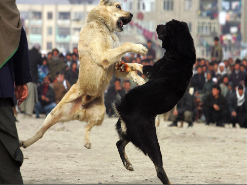 Combattimenti clandestini tra cani: ecco come fermarli
