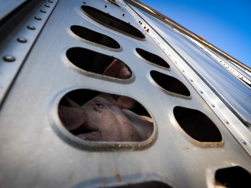 Trasporto di animali: Stop ai viaggi della morte