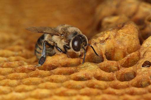 Salvare una piccola ape: un’azione dovuta a tutte le specie