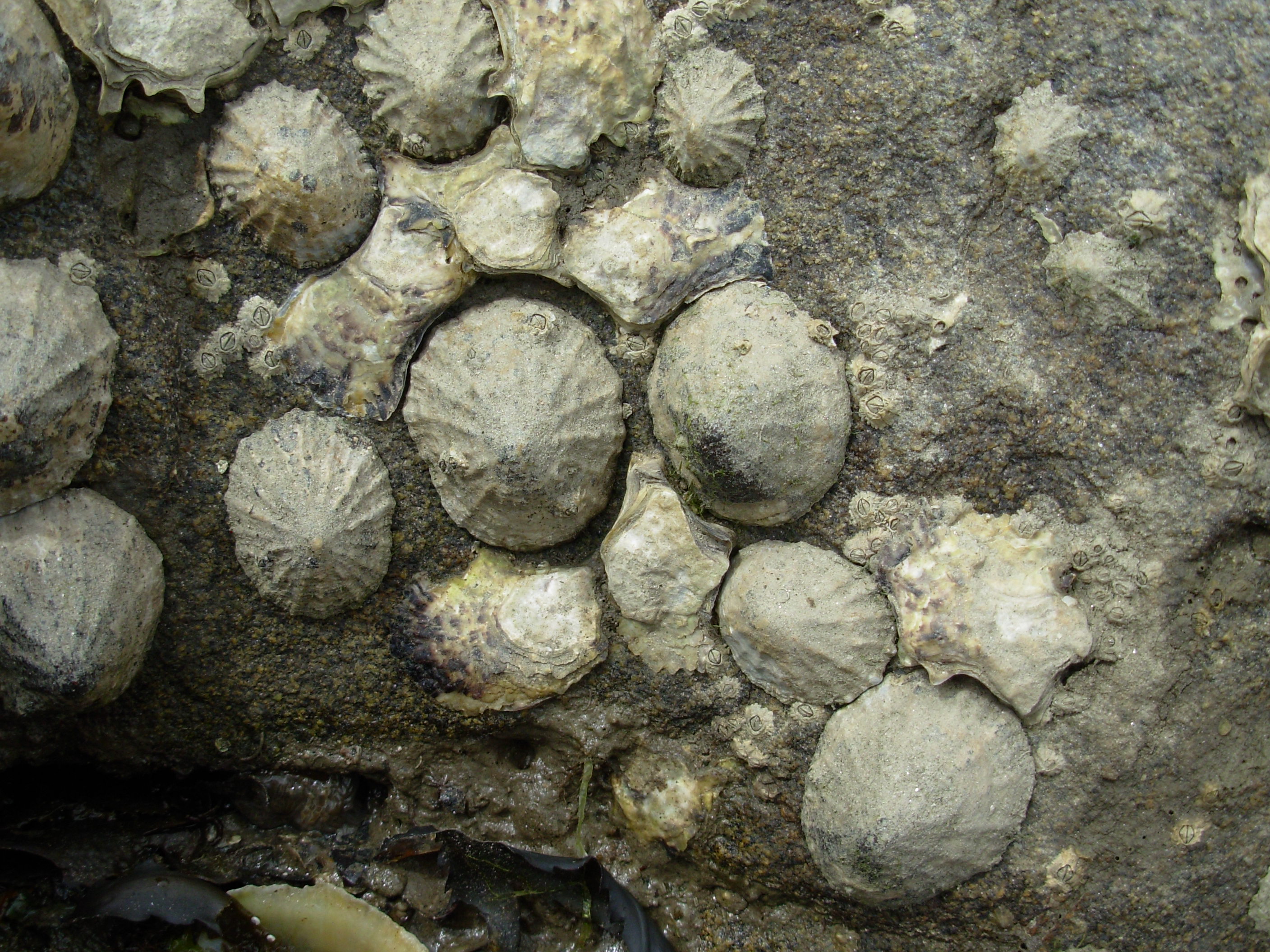 Patella_vulgata_crassostrea