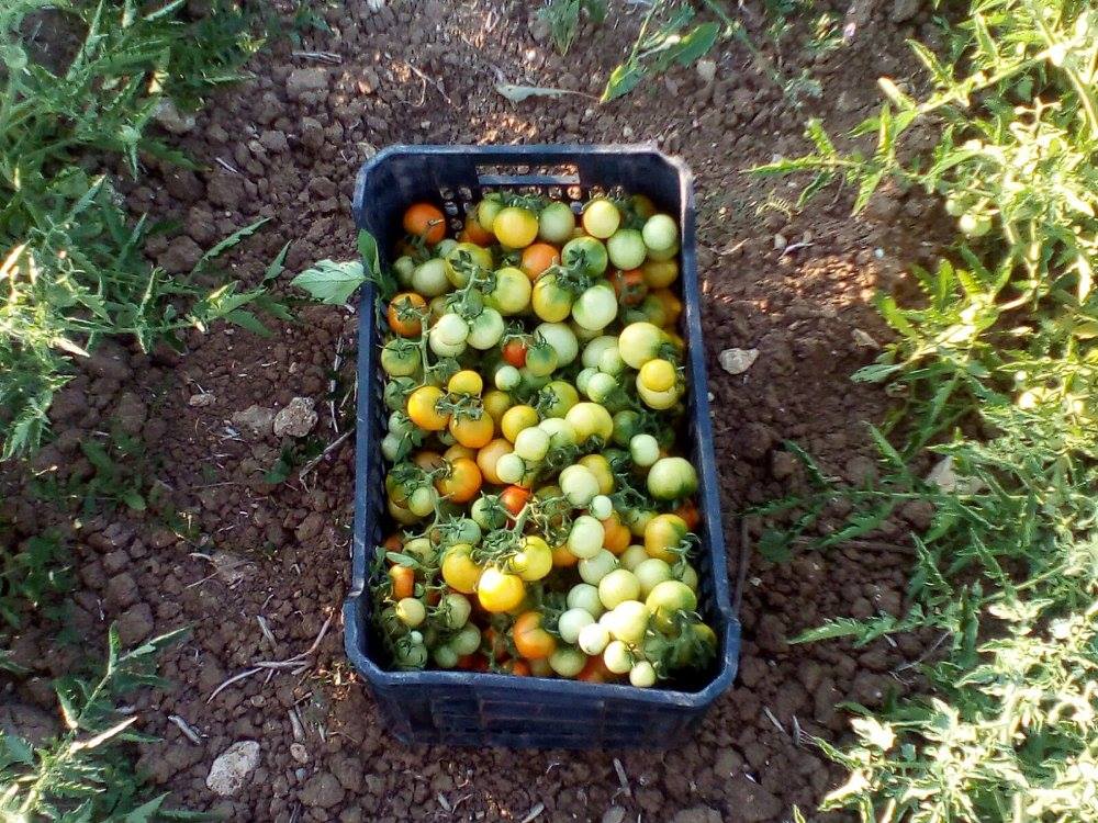 Il pomodoro salentino invernale che dura un anno