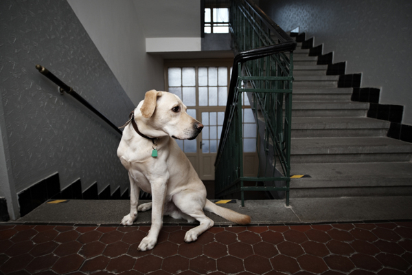 dog-apartment-living-stairs