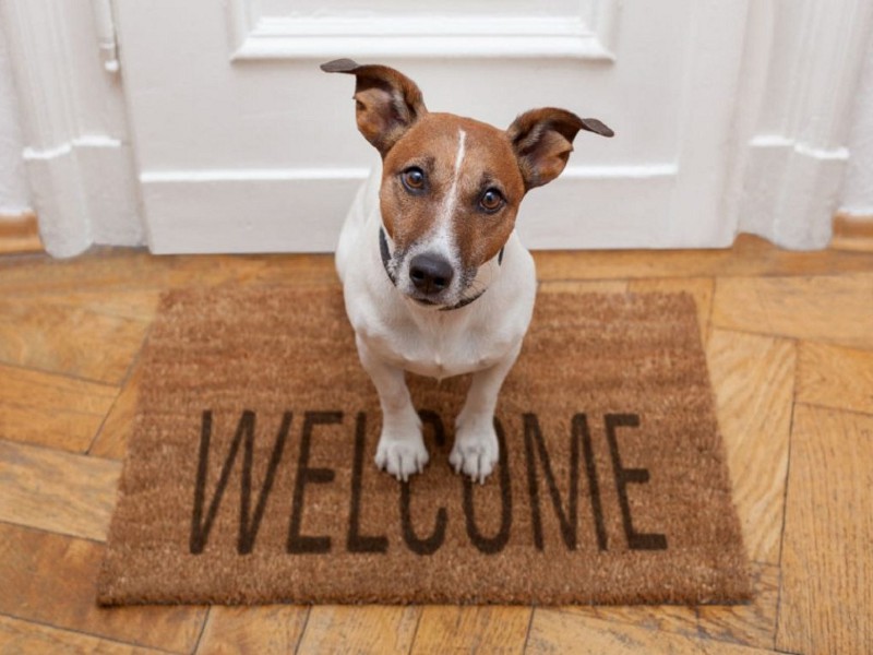 È illeggittimo vietare gli animali domestici nei condomini