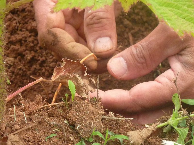 Agricoltura Organica Rigenerativa: Deafal e la cooperativa Nuovo Cilento