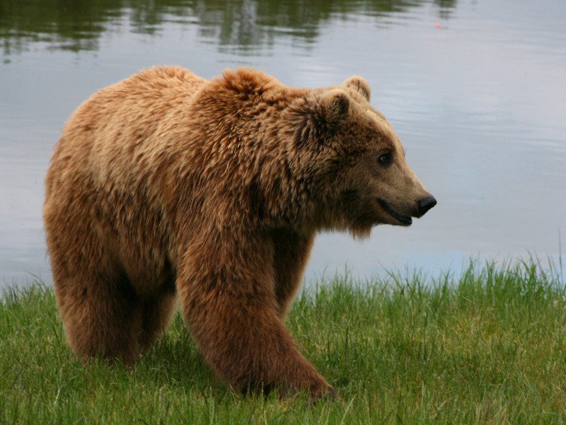 “Camminando con l’orso”: una convivenza possibile e necessaria