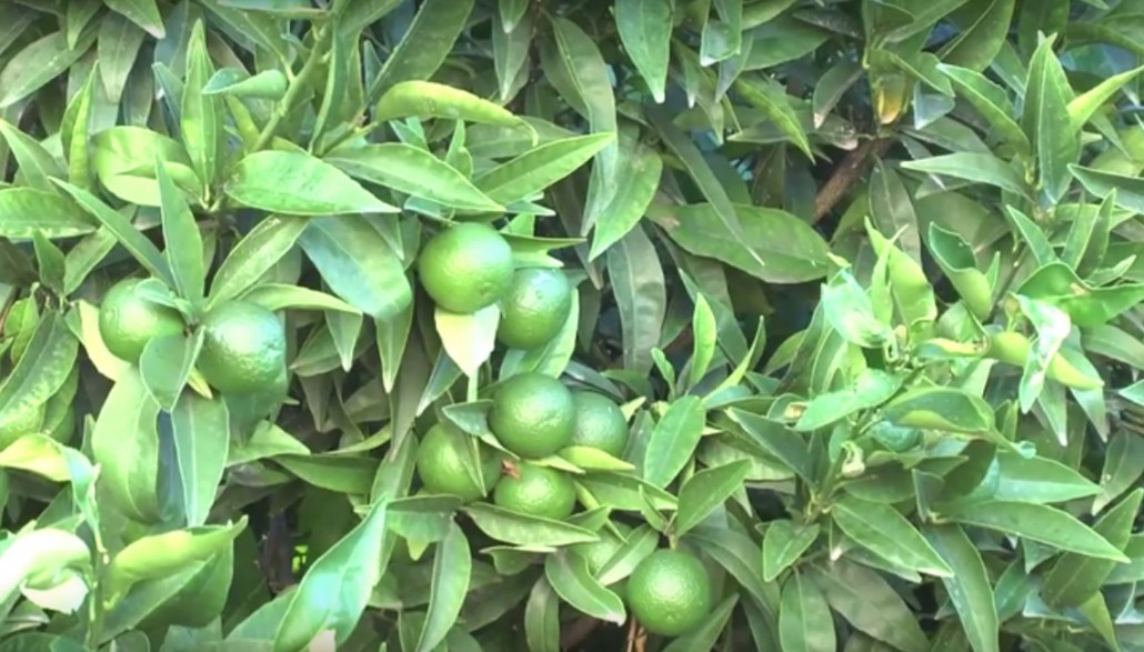 Io faccio così #140 – L’agricoltura in Calabria? Donna, biologica e solidale!