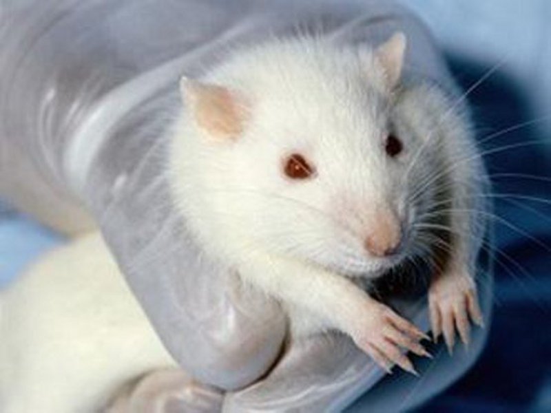 Ricerca etica senza animali: ecco come sostenerla