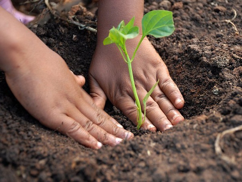 Piantiamo alberi e fermiamo il consumo di suolo