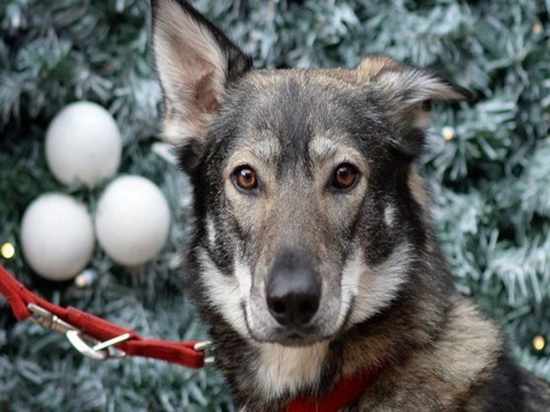 Natale: attenzione alle piante tossiche per gli animali