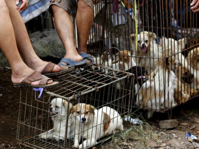 Corea del Sud: finalmente al bando la macellazione dei cani