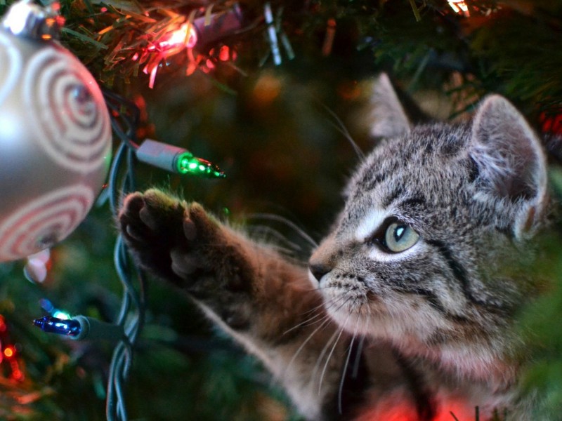 Natale e animali: vademecum per feste “cruelty free”
