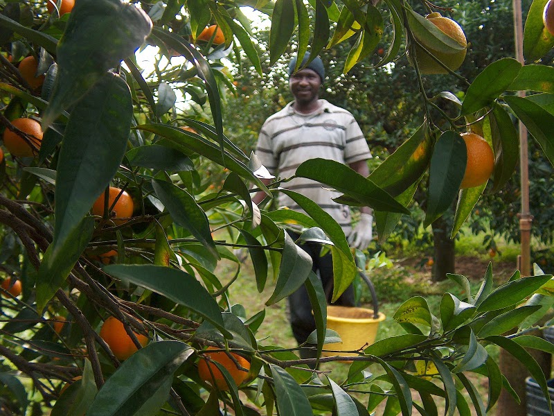Aranciamoci: italiani e migranti insieme contro il caporalato
