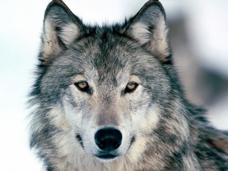Licenza di uccidere i lupi? L'appello del WWF