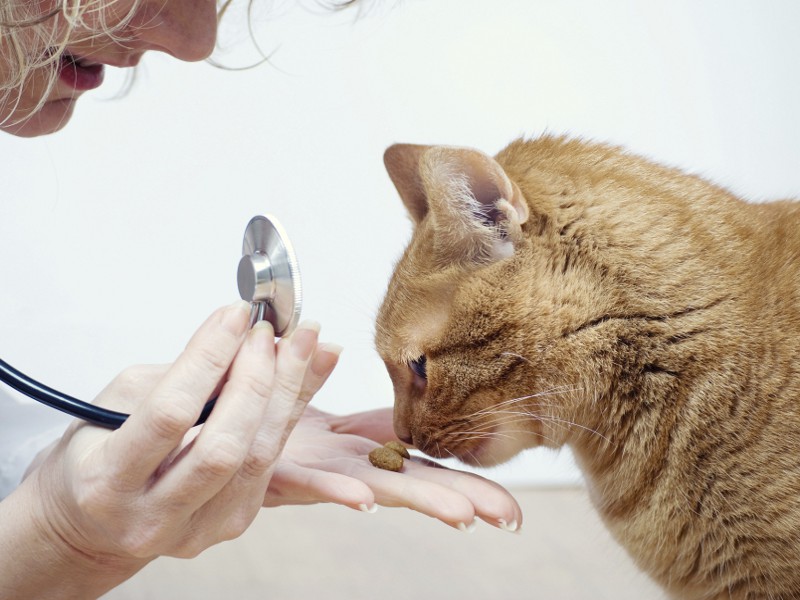 Arriva in Italia la mutua per gli animali