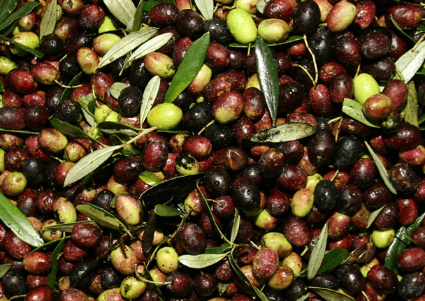 rome-history-olive-oil-recipes_608