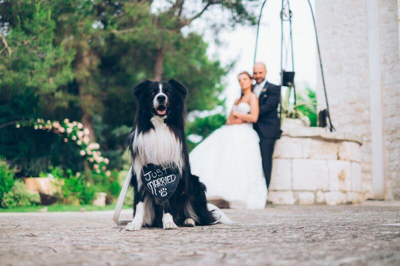 Foto di www.weddingdogsitter.com (riproduzione riservata)
