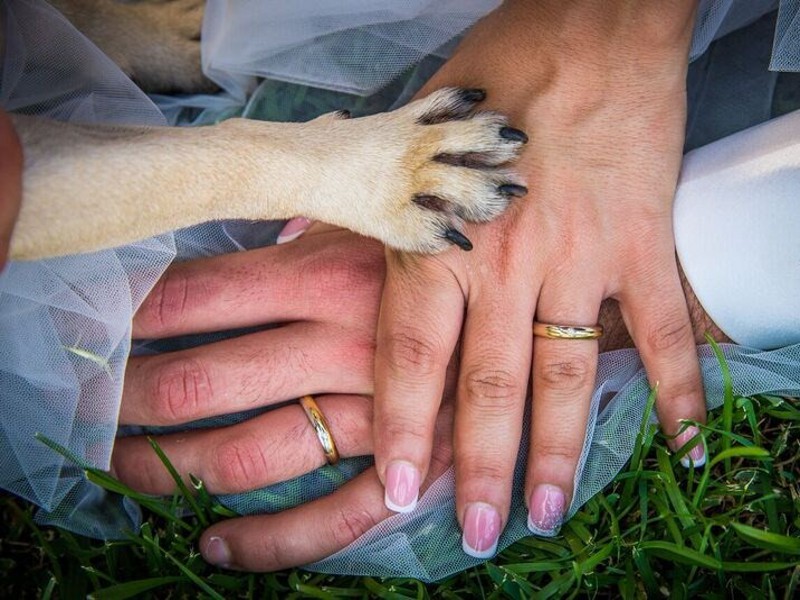 Foto di www.weddingdogsitter.com (riproduzione riservata)