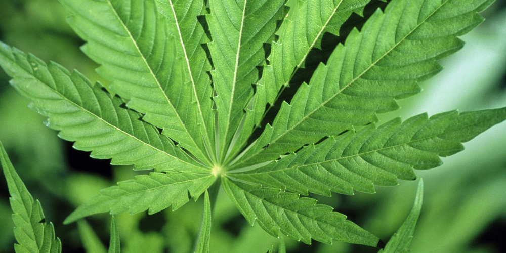 Cannabis leaves