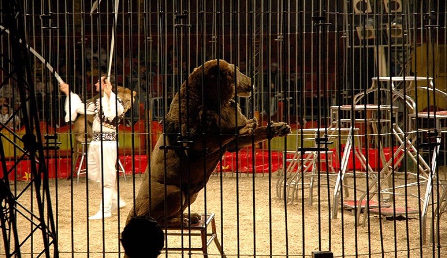 Animali al circo: ecco perché è giusto vietarli