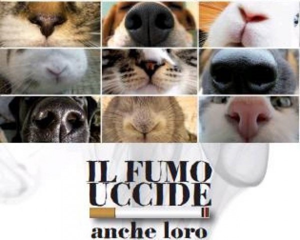 fumo2