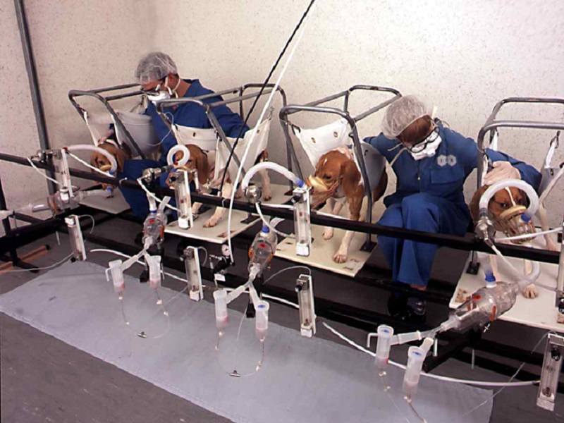 Il fumo nuoce alla salute degli animali