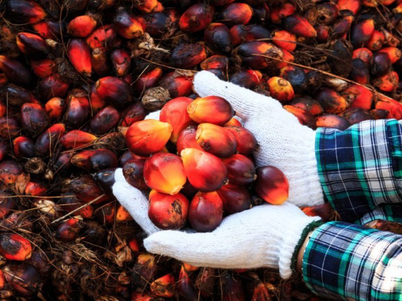 palm-oil-2-e1466166957537