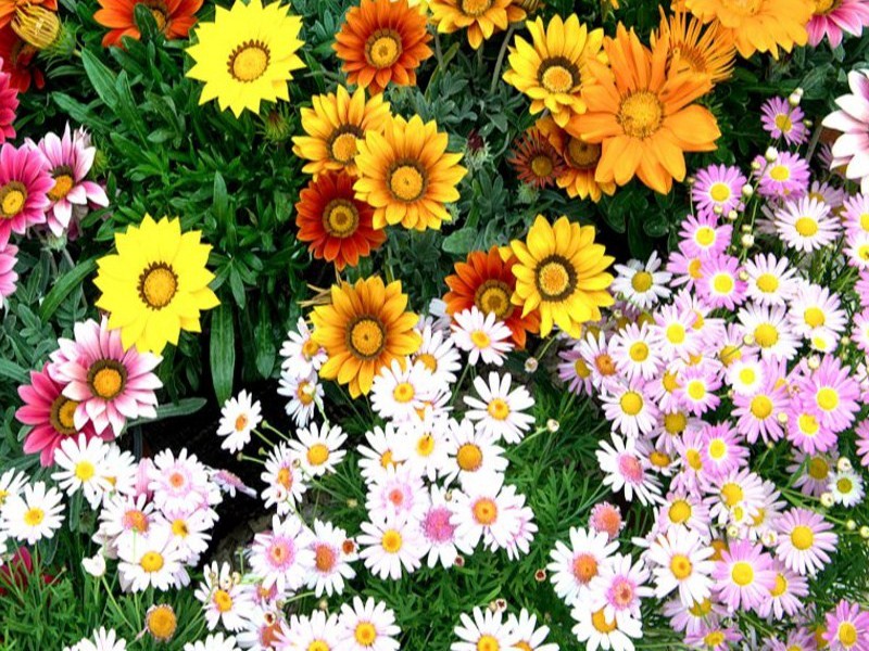 FloraCult: Italia che Cambia alla mostra dei fiori di Roma