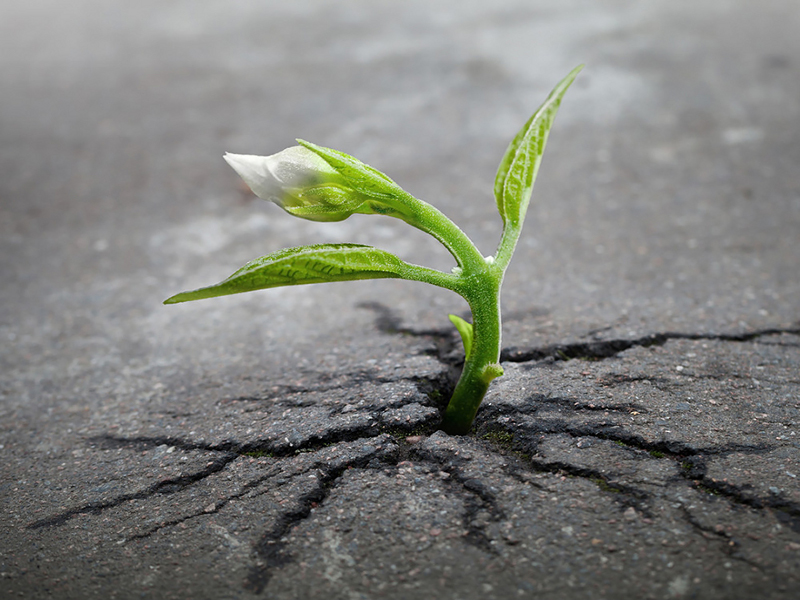 flower-tree-growing-concrete-pavement-101