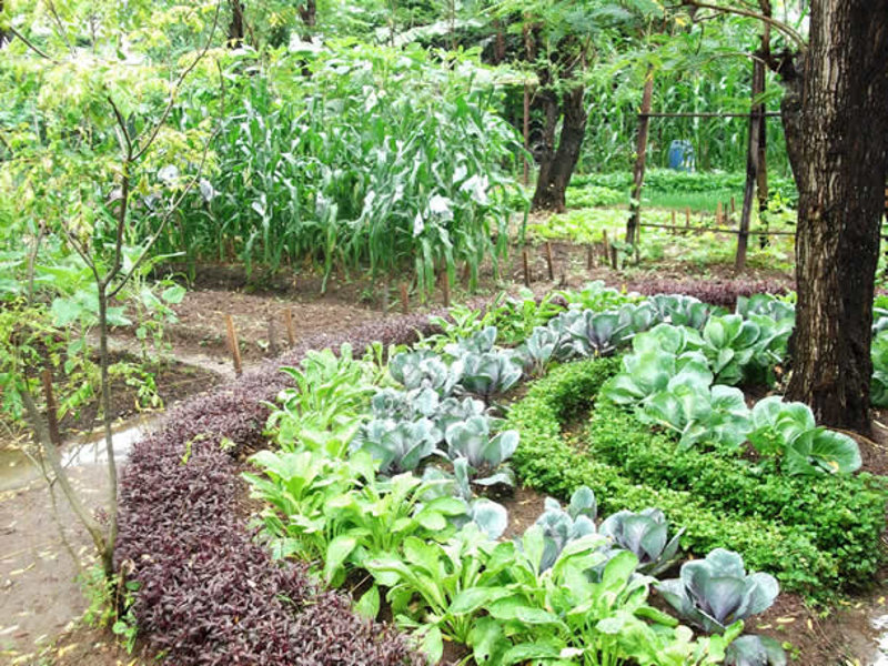 L'agricoltura biointensiva e la formula della sostenibilità
