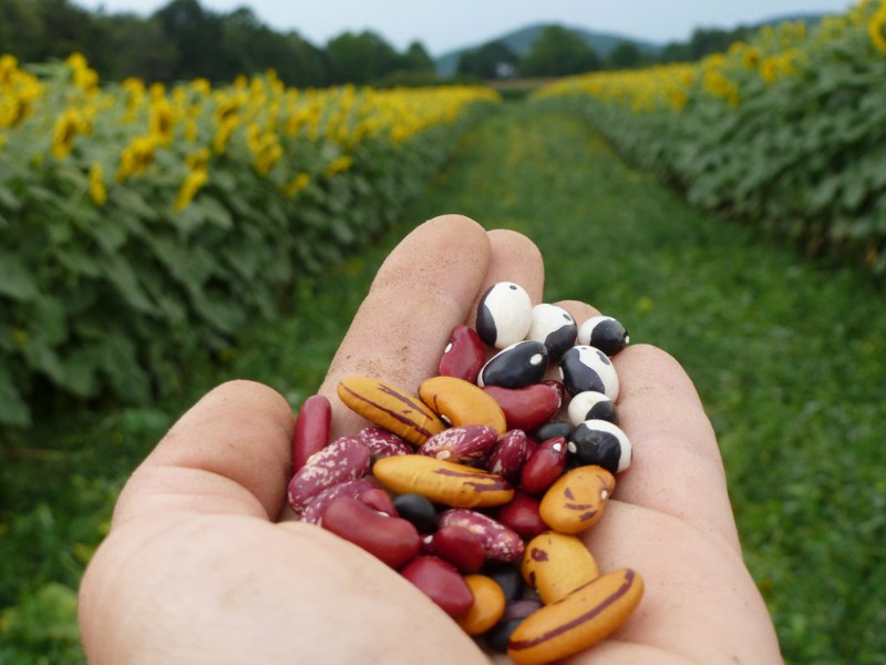 Semi di libertà, la canzone di Manu Chao contro Monsanto