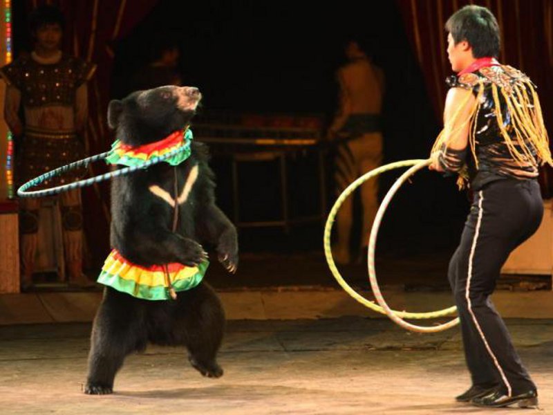 Il futuro del circo senza animali