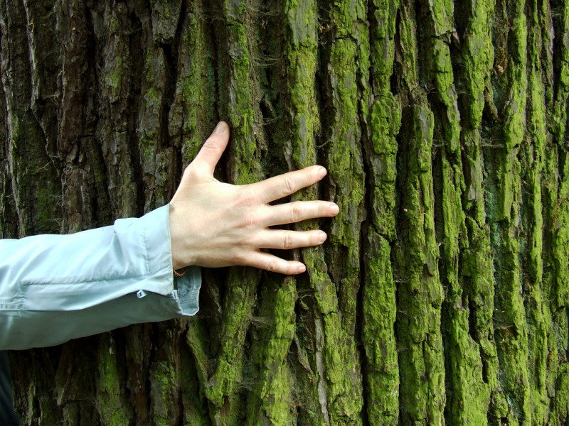 Ecopsicologia: natura e psiche si incontrano