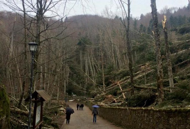 la verna ripristino foresta santuario