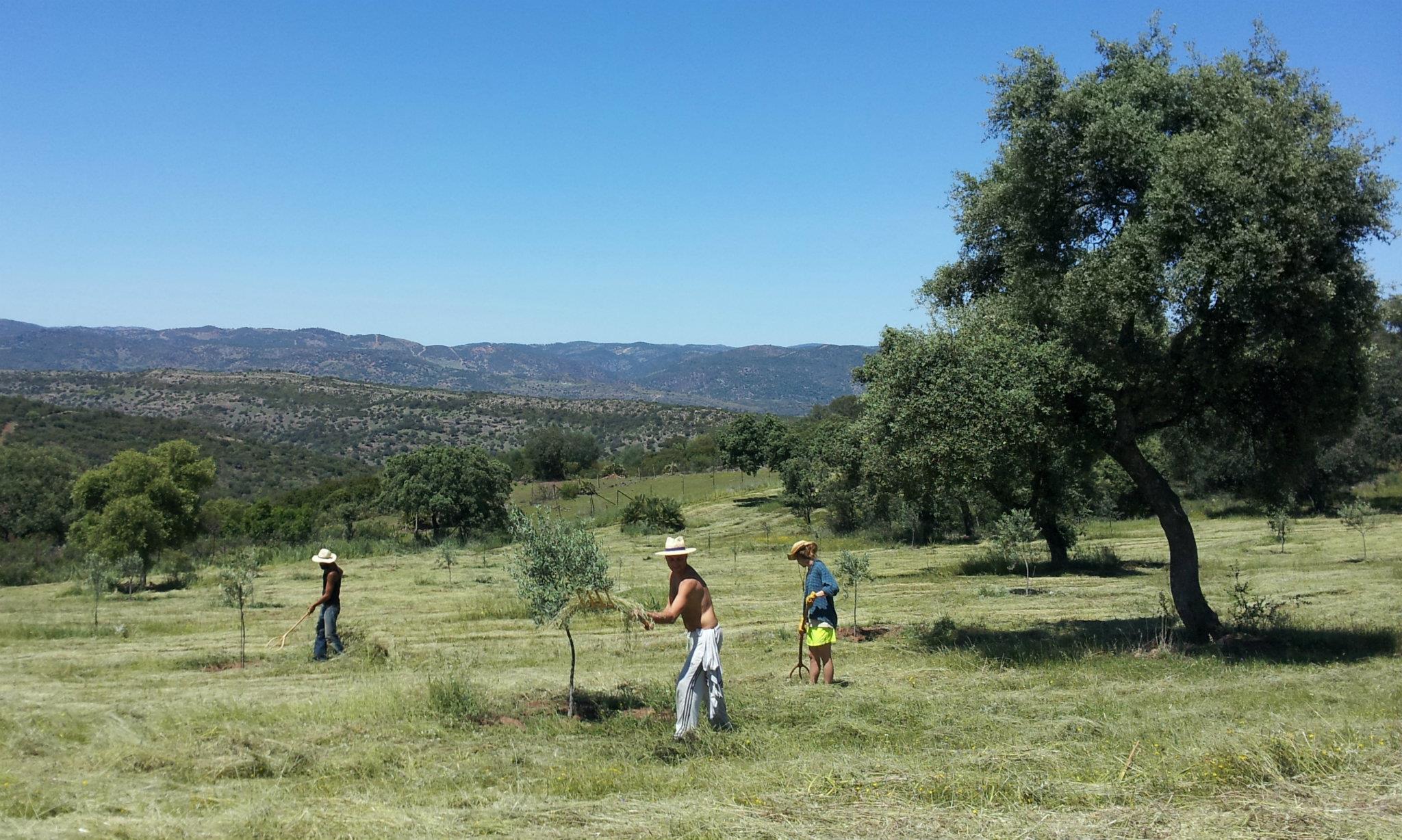 Facendo wwoofing in Andalusia