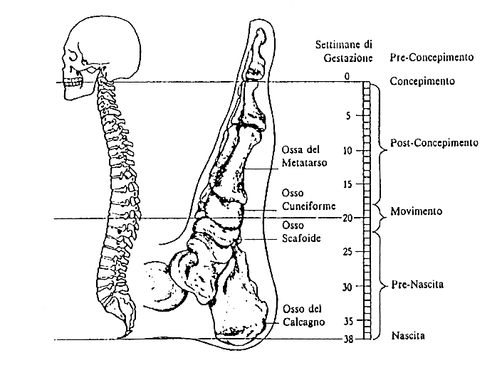 metamorfosi