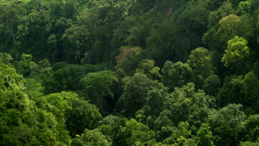 La Grande Foresta del Nord distrutta per i fazzoletti di carta