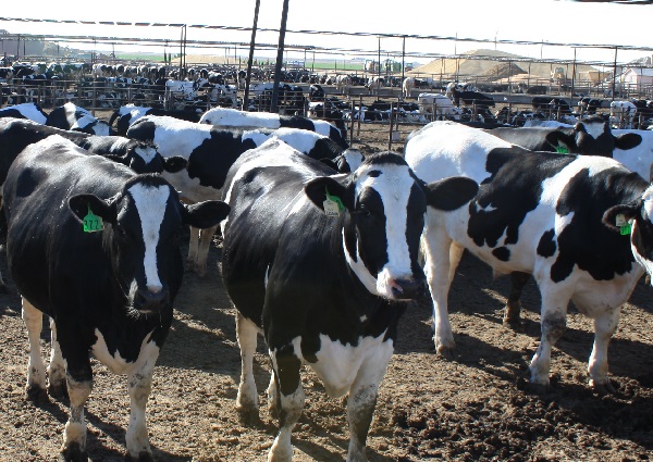 Industrial-Animal-Farming
