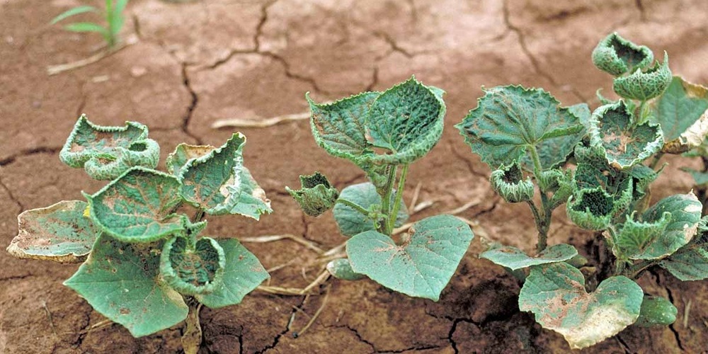 Dicamba, Monsanto e un'agricoltura drogata