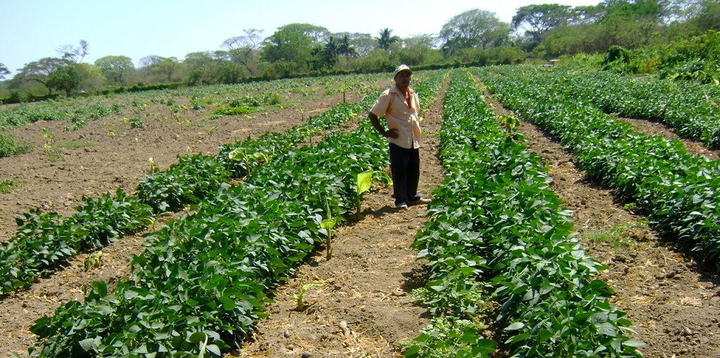 dicamba3