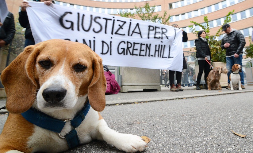 “Sopprimevano i cani piuttosto che curarli”. Condannati i vertici di Green Hill