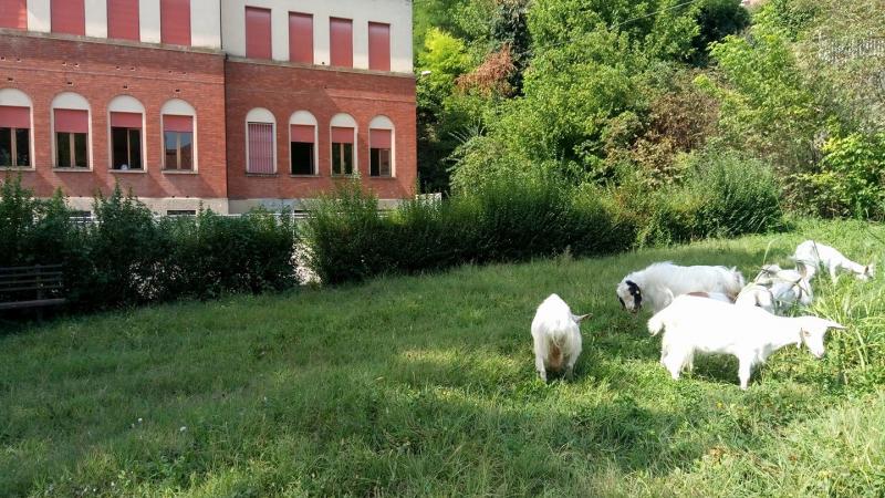 A scuola nel bosco: il metodo Bimbisvegli